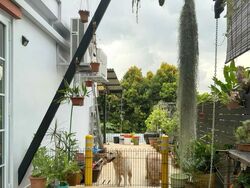 Shamrock Park (D10), Semi-Detached #577969081